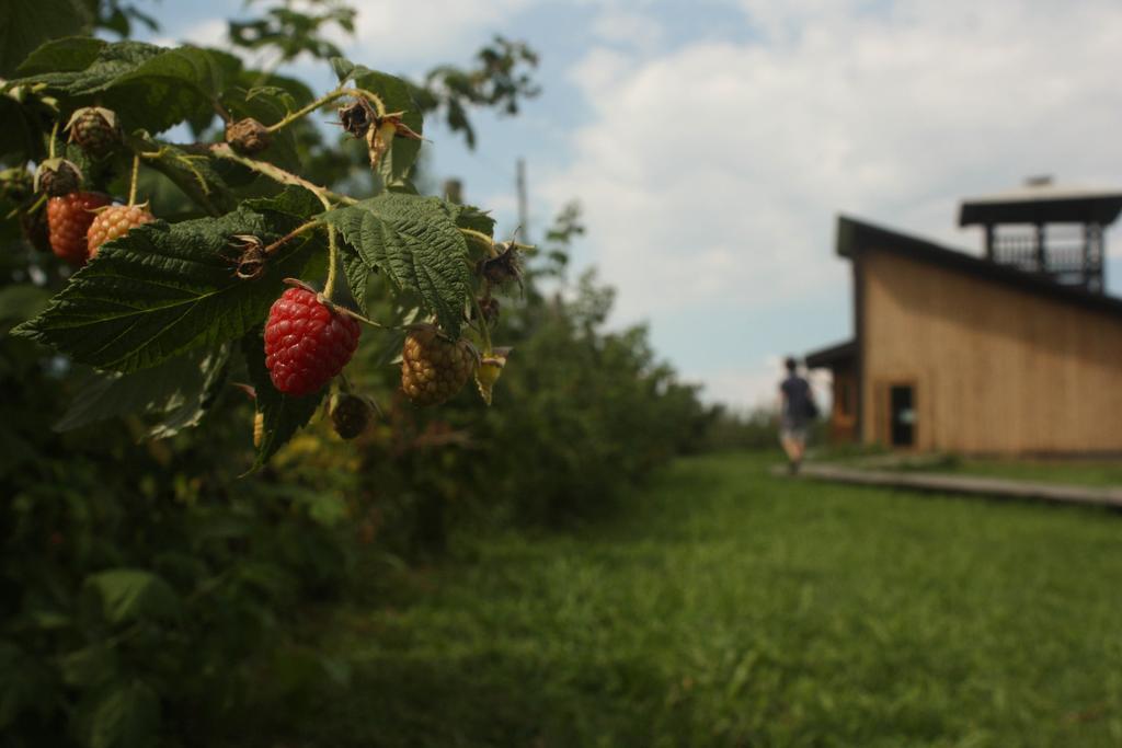Agriturismo Il Frutto Permesso Bibiana Eksteriør bilde
